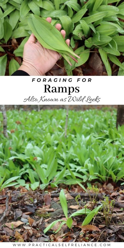 Ramps ~ Identifying & Foraging Wild Leeks (Allium tricoccum)